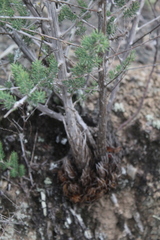 Asparagus mucronatus