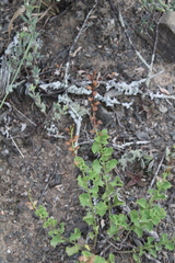Chascanum