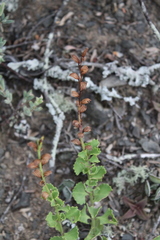 Chascanum