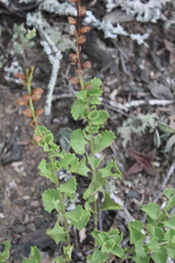 Chascanum