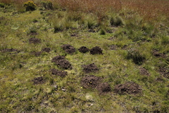 Cryptomys hottentotus