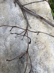 Ceroplastes floridensis