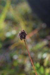 Luzula capitata