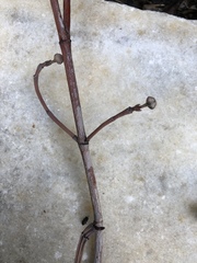 Ceroplastes floridensis