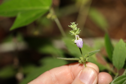Anisomeles moschata (Anisomeles moschata)