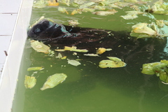 Trichechus inunguis