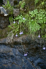 Lobelia preslii