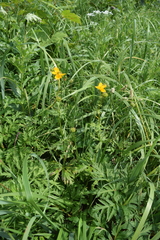Trollius riederianus