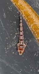 Parvicrepis parvipinnis