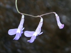 Lobelia preslii
