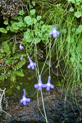 Lobelia preslii