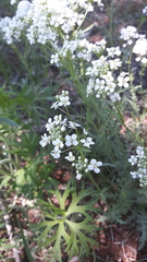 Smelowskia alba