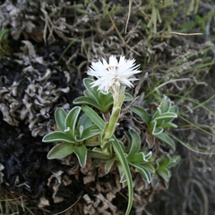 Helichrysum marginatum