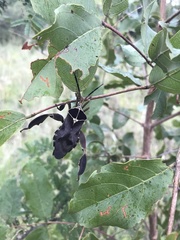 Petascelis remipes