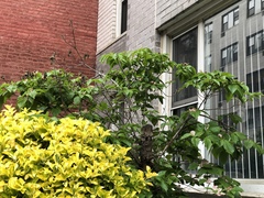 Ceroplastes floridensis