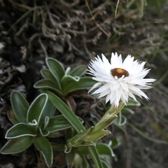 Helichrysum marginatum