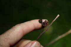 Eucalyptus acmenoides