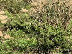 Juniperus chinensis sargentii