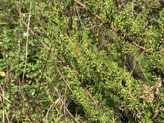 Juniperus chinensis sargentii