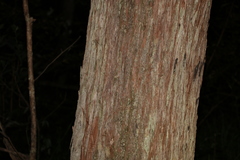 Eucalyptus acmenoides