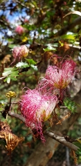 Calliandra surinamensis