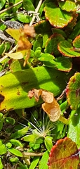 Botrychium lunaria image