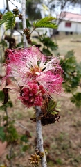 Calliandra surinamensis