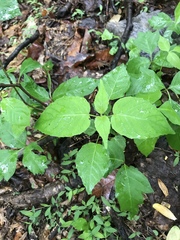 Circaea canadensis