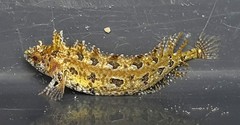 Ogilby's Weedfish photo 5