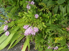 Indigofera decora