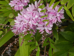 Indigofera decora