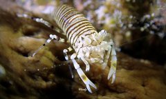 Gnathophyllum americanum