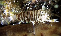 Gnathophyllum americanum