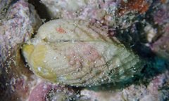 Acar plicata