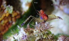 Exoclimenella maldivensis