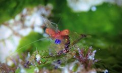 Exoclimenella maldivensis