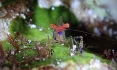 Exoclimenella maldivensis