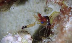 Exoclimenella maldivensis