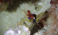 Exoclimenella maldivensis