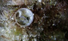 Thylacodes variabilis