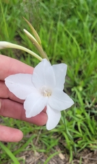 Gladiolus candidus