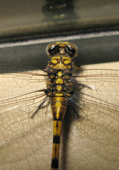 Paragomphus reinwardtii