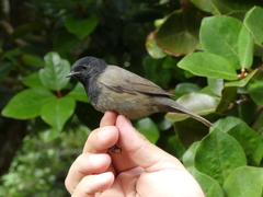 Sylvia atricapilla gularis