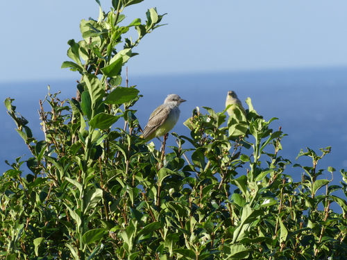 Western Kingbird, Açores, Portugal, photo 10 of 10