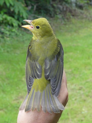 Scarlet Tanager, photo 6 of 10