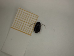 Loboptera