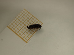 Loboptera