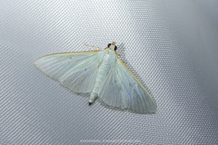 Stemorrhages amphitritalis