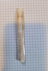 Ensis minor