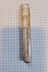Ensis minor
